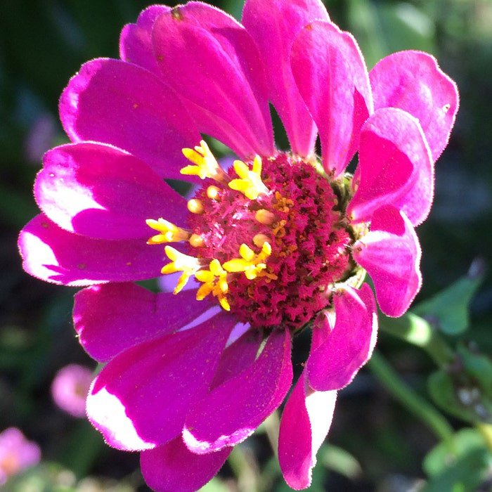 Zinnia Elegans Pink 50 Seeds
