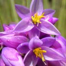 Sowerbaea Juncea Vanilla Rush Lily 50 Seeds