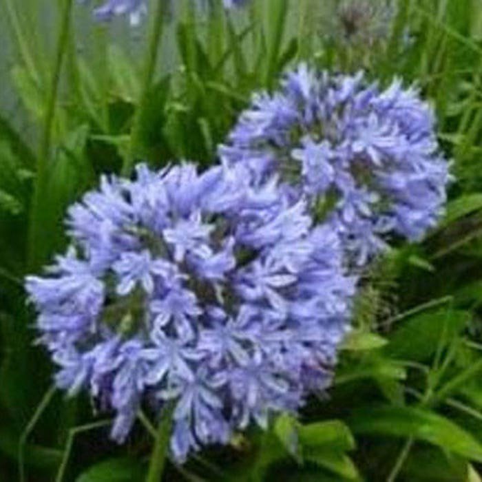 Agapanthus Praecox Dwarf Blue 10 Seeds