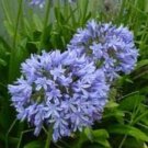 Agapanthus Praecox Dwarf Blue 10 Seeds