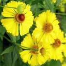 Helenium Autumnale Helens Flower Common Sneezeweed 100 Seeds
