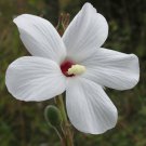 Abelmoschus Ficulneus White Wild Musk Mallow Native Rosella 20 Seeds