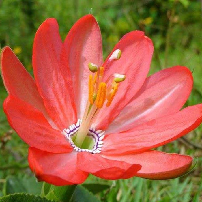 Passiflora Mixta Curuba Curuba De Indio & Monte Palta 5 Seeds