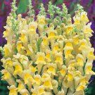 Antirrhinum Braun-Blanquetii Perennial Snapdragon 50 Seeds