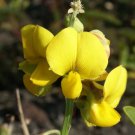 Senna Hebecarpa Wild Cassia Wild American Senna 100 Seeds