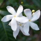 Jasminum Trichotomum 5 Seeds
