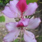 Bauhinia Variegata Kachnar Mountain Ebony 5 Seeds