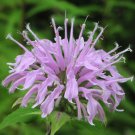 Monarda Fistulosa Wild Bergamot 50 Seeds