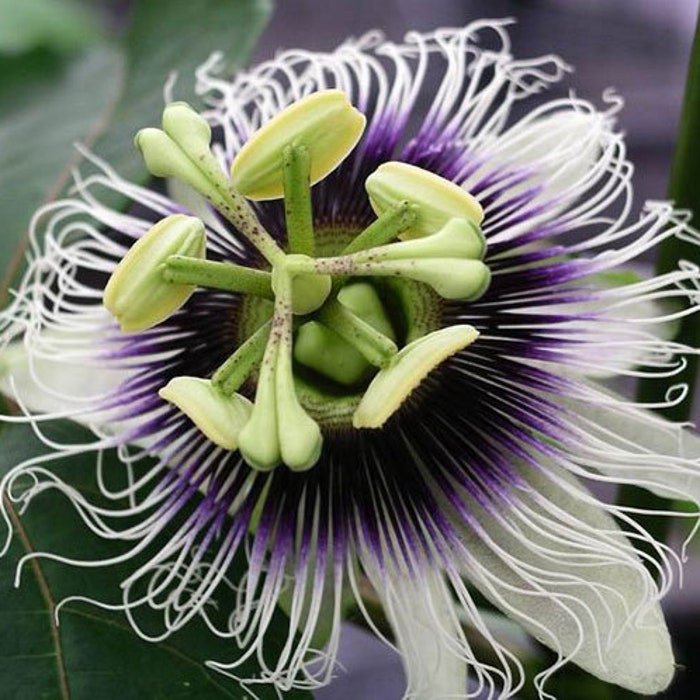 Passiflora Edulis Tango 5 Seeds