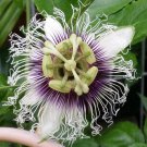Passiflora Edulis Red Flamenco 5 Seeds