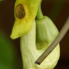 Aristolochia Manshuriensis Birthwort Manchurian Pipevine 100 Seeds
