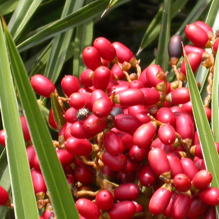 Phoenix Pusilla Ceylon Date Palm Flour Palm 5 Seeds