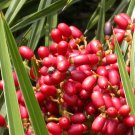 Phoenix Pusilla Ceylon Date Palm Flour Palm 5 Seeds