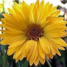 Gaillardia Aristata Aurea Pura Blanket Flower 100 Seeds