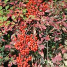 Nandina Domestica Sacred Heavenly Bamboo 10 Seeds