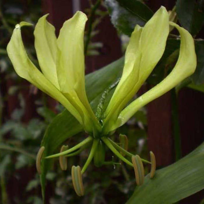 Gloriosa Lutea Yellow Glory Lily 20 Seeds