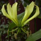 Gloriosa Lutea Yellow Glory Lily 20 Seeds