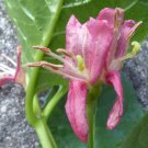 Lonicera Alpigena Alpine Honeysuckle 5 Seeds