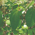 Dioscorea Hamiltonii 20 Seeds
