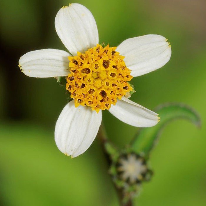 Bidens Pilosa Butterfly Needles Hairy Beggarticks Spanish Needle 10 Seeds