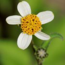 Bidens Pilosa Butterfly Needles Hairy Beggarticks Spanish Needle 10 Seeds