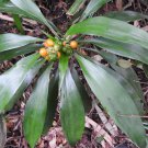 Dracaena Terniflora Dwarf Wild 10 Seeds