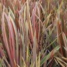 Phormium Rainbow Stripe 20 Seeds