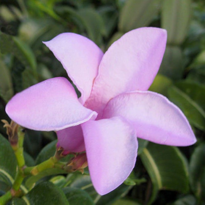 Cryptostegia Grandiflora India Rubber Vine 10 Seeds