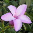Cryptostegia Grandiflora India Rubber Vine 10 Seeds