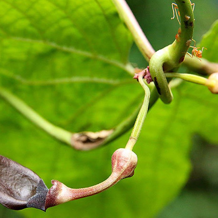 Aristolochia Pothieri 10 Seeds