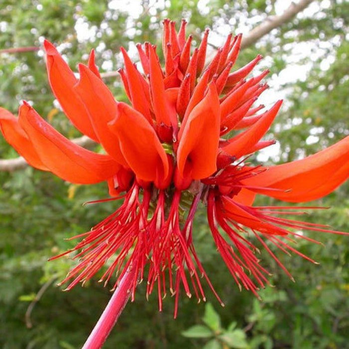 Erythrina Arborescens Coral Tree 5 Seeds