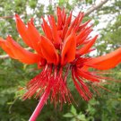 Erythrina Arborescens Coral Tree 5 Seeds