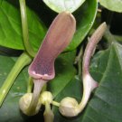 Aristolochia Tagala Indian Birthwort 50 Seeds