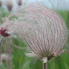 Geum Triflorum Prairie Smoke 10 Seeds