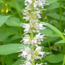 Agastache Rugosa Alba Liquorice White Anise Hyssop Snow Spike 50 Seeds