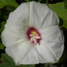 Merremia Dissecta Alamo Noyau Vine 10 Seeds