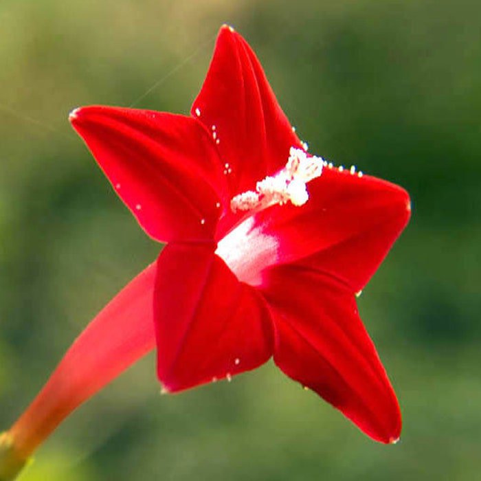 Ipomoea Quamoclit Cypress Vine Cardinal Creeper Star Glory 20 Seeds