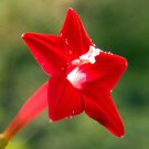 Ipomoea Quamoclit Cypress Vine Cardinal Creeper Star Glory 20 Seeds