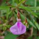 Hybanthus Enneaspermus Spade Flower Ratanpurus Indian Violet 50 Seeds
