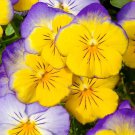 Viola X Wittrockiana Garden & Ultima Morpho Pansy 10 Seeds
