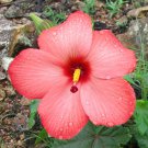 Abelmoschus Moschatus Subsp. Tuberosus Creeping Pink Swamp Hibiscus 20 Seeds
