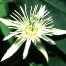 Passiflora Capsularis Red Granadilla 10 Seeds