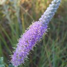 Dalea Villosa Silky Prairie Clover 50 Seeds