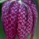 Fritillaria Meleagris Snakes Head Fritillary Checkered Lily 10 Seeds