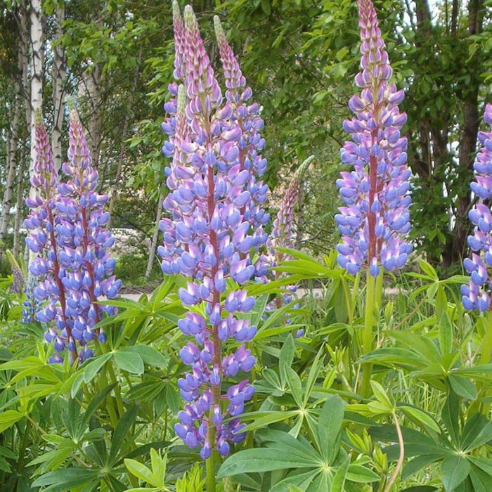 Lupinus Polyphyllus Blue Bonnet Big-Leaved Lupin 10 Seeds