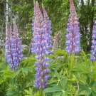 Lupinus Polyphyllus Blue Bonnet Big-Leaved Lupin 10 Seeds