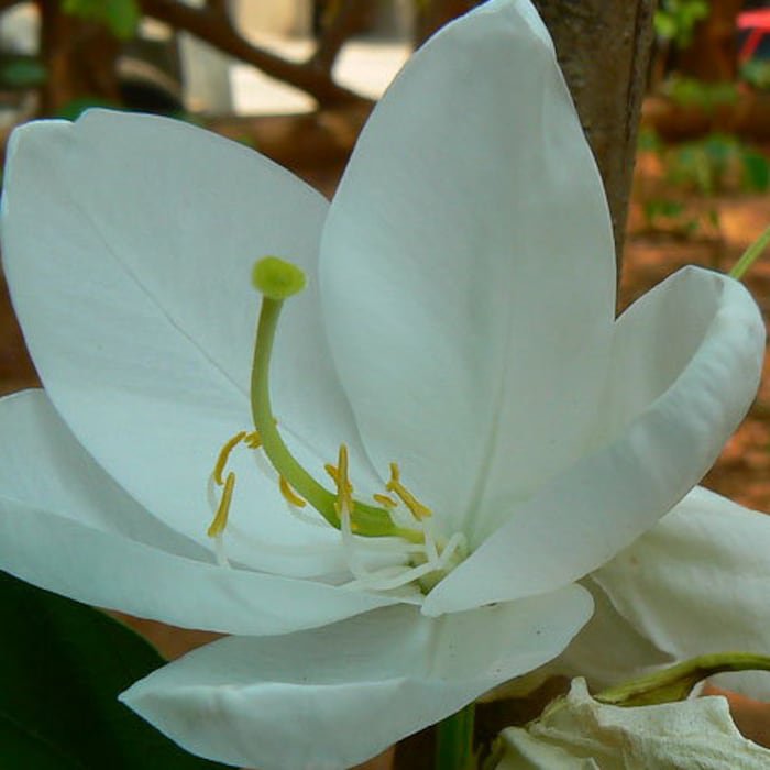 Bauhinia Acuminata Dwarf White & Snowy Orchid Tree 5 Seeds