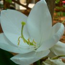 Bauhinia Acuminata Dwarf White & Snowy Orchid Tree 5 Seeds