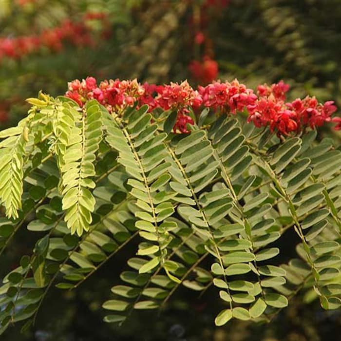 Cassia Roxburghii Ceylon Senna Red Cassia 10 Seeds