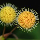Haldina Cordifolia Kadam Kadamba 100 Seeds